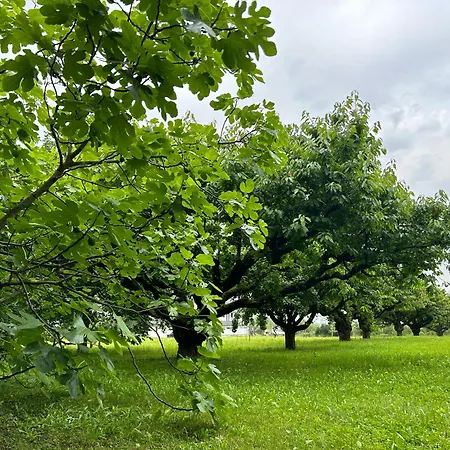 Gaestehaus Obsthof Πανσιόν Gottenheim