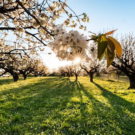 Pensionat Gaestehaus Obsthof